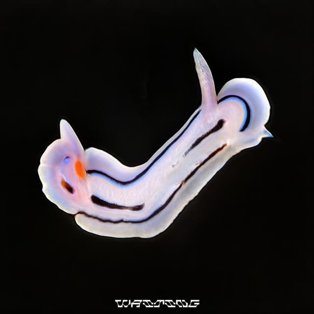 Waiting (VIP) cover