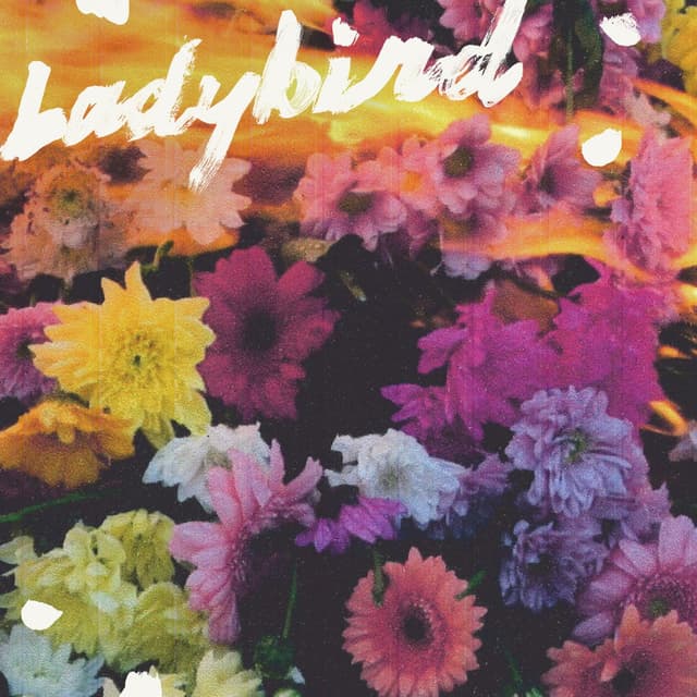Ladybird cover
