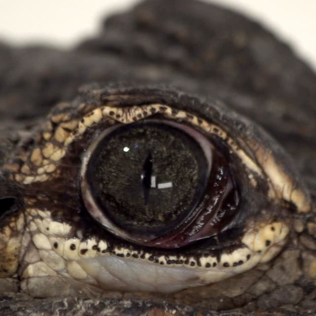 Alligators cover