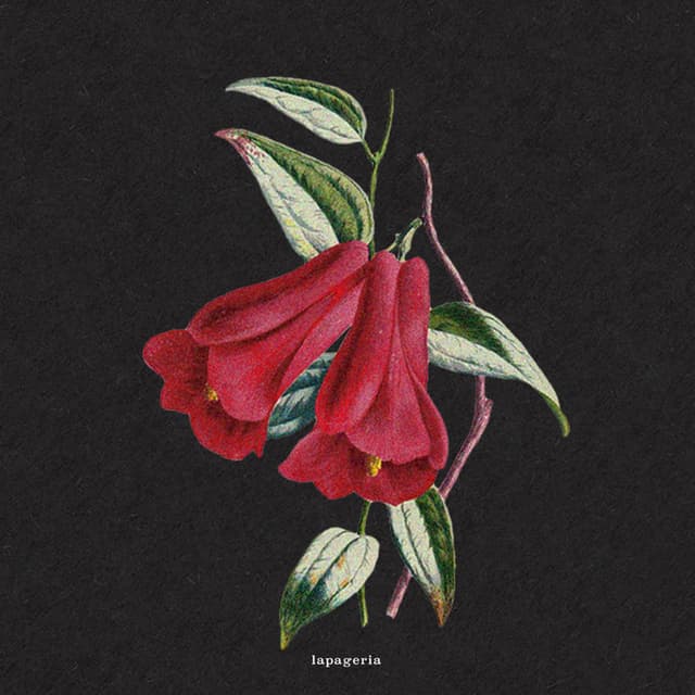 Flowers cover