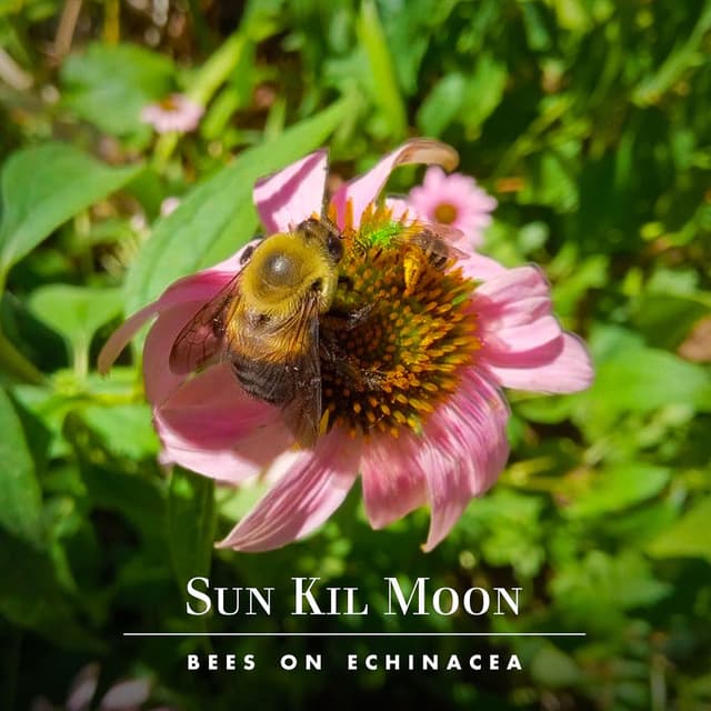 Bees on Echinacea cover