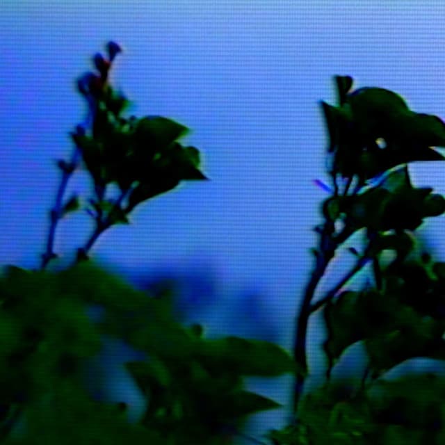 Hallelujah (Charlotte Sands Version) cover
